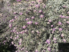 Dalea pulchra