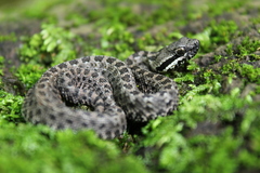Crotalus armstrongi