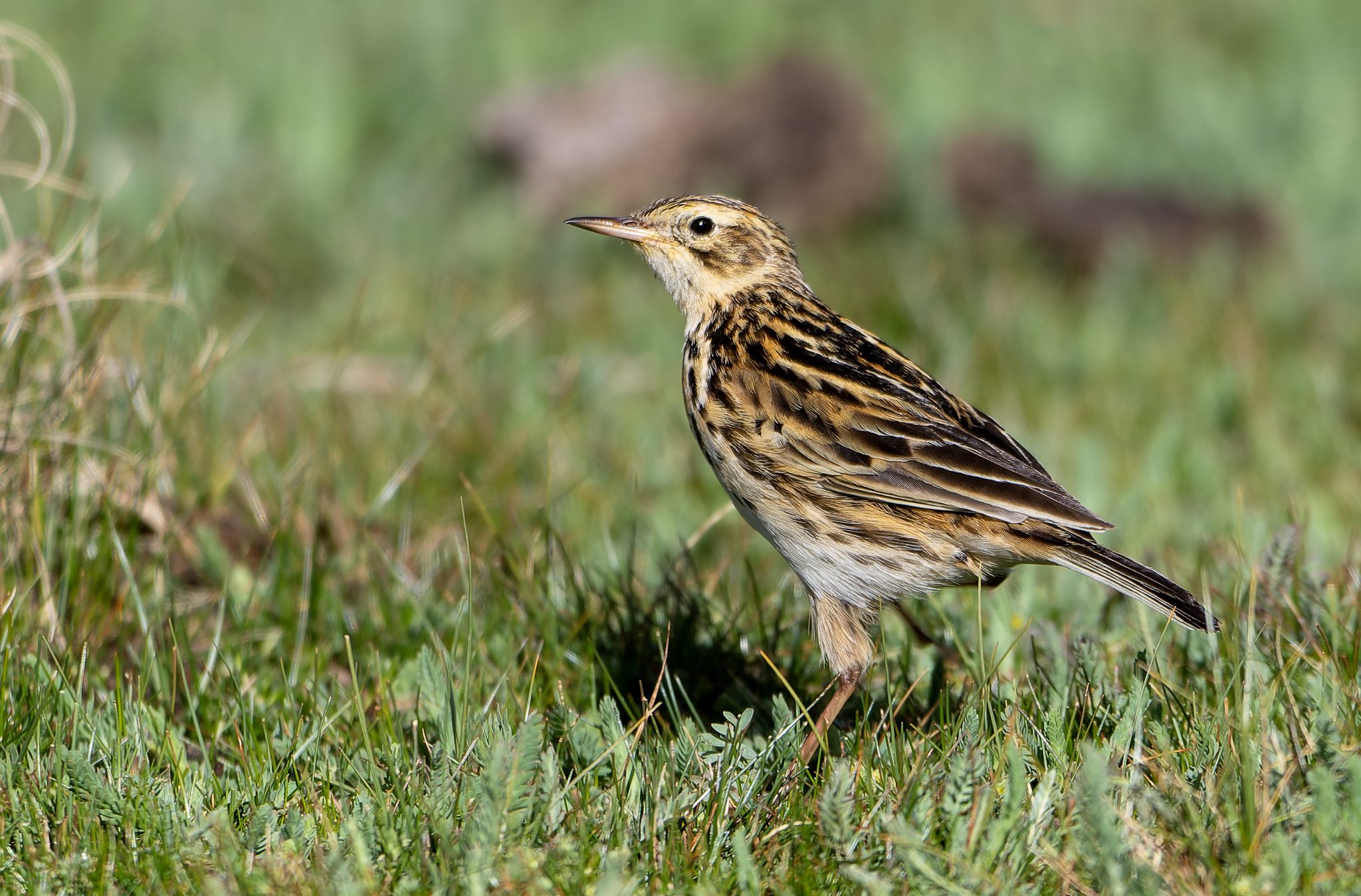 Correndera Pipit (Anthus correndera), photo 2
