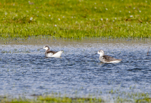 Wilson's Phalarope (Phalaropus tricolor), photo 4