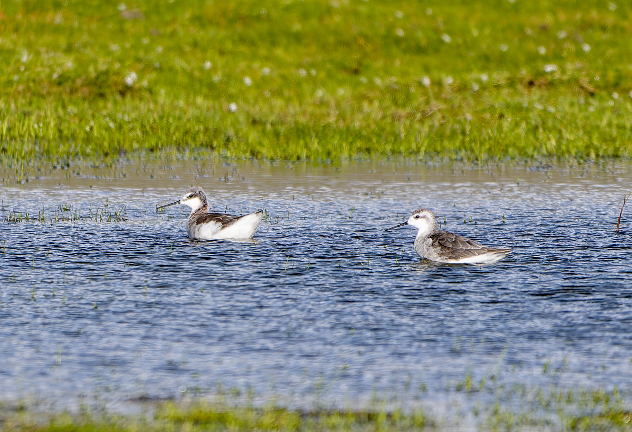 Wilson's Phalarope (Phalaropus tricolor), photo 5