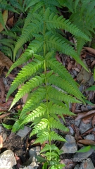 Pseudophegopteris subaurita