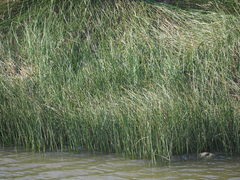 Cyperus malaccensis monophyllus