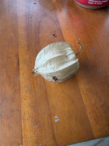 Physalis peruviana observed 2026-03-05