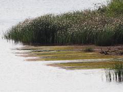 Cyperus malaccensis monophyllus