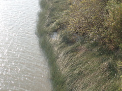 Cyperus malaccensis monophyllus