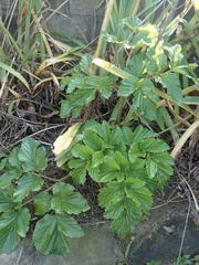 Angelica hirsutiflora