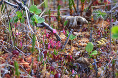 Vaccinium microcarpum
