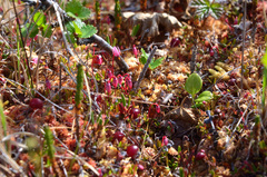 Vaccinium microcarpum
