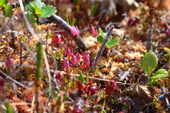 Vaccinium microcarpum