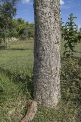 Bowdichia virgilioides