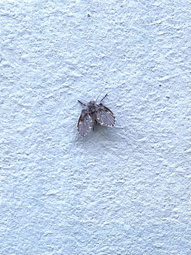 Unknown species found near Sanborn Rd, Saratoga, CA, US