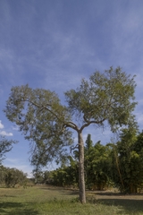 Bowdichia virgilioides