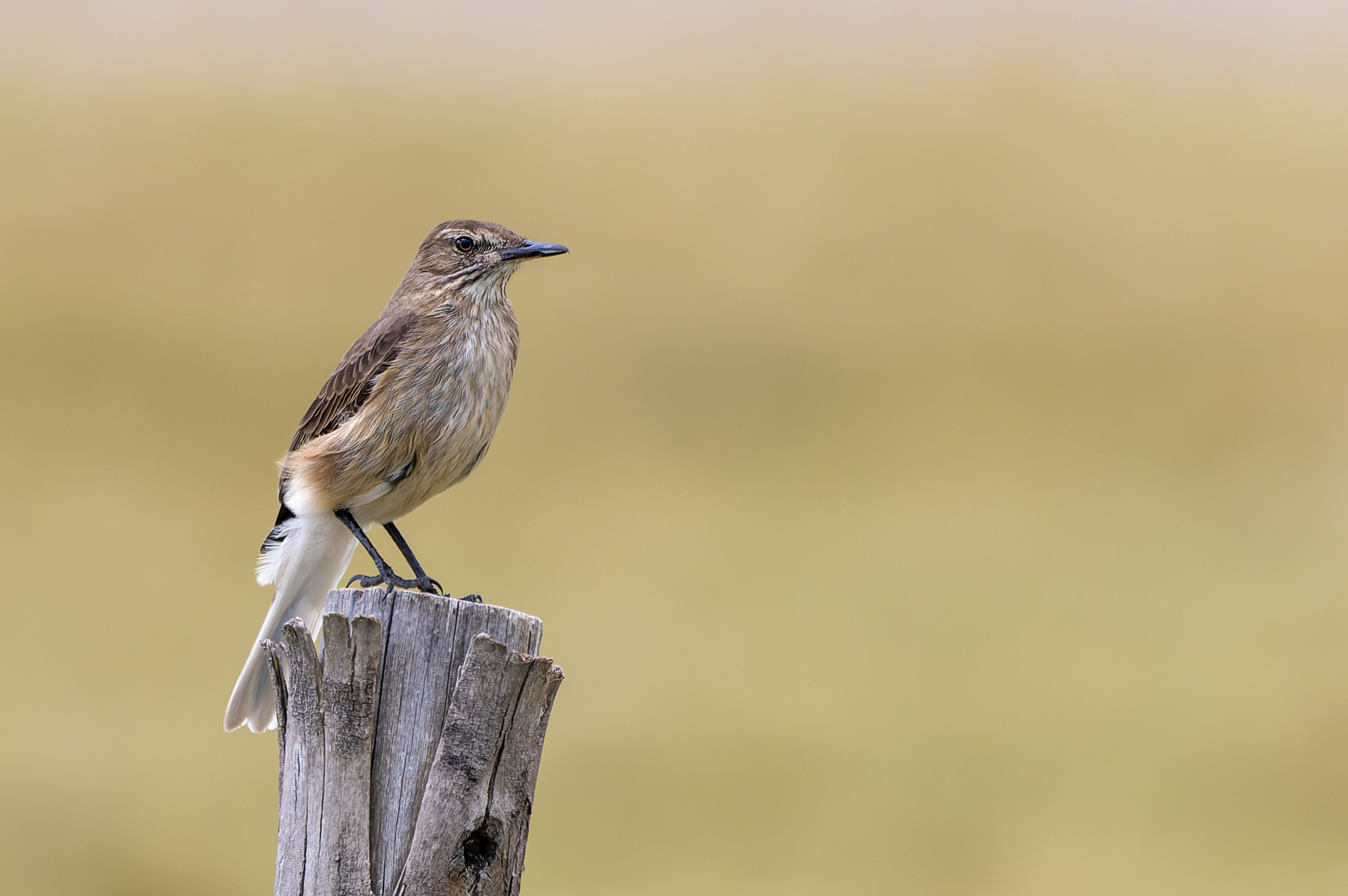 Black-billed Shrike-Tyrant (Agriornis montanus), photo 3