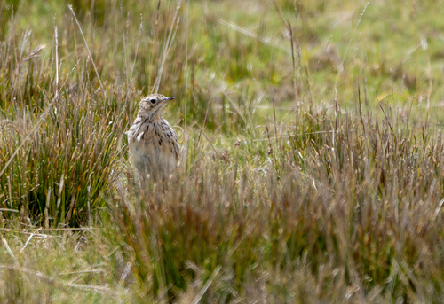 Puna Pipit (Anthus brevirostris), photo 2