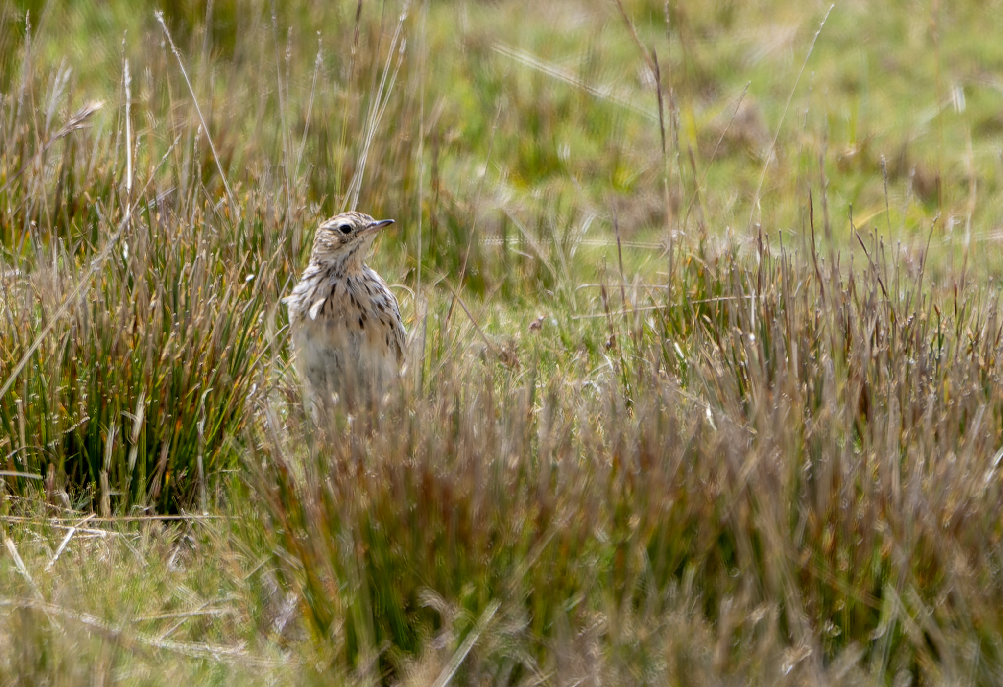 Puna Pipit (Anthus brevirostris), photo 2