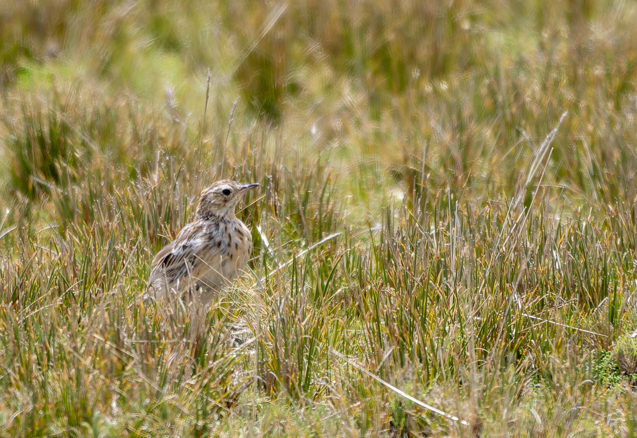 Puna Pipit (Anthus brevirostris), photo 1