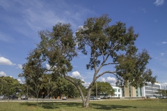 Bowdichia virgilioides