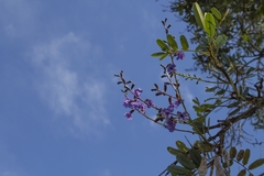 Bowdichia virgilioides