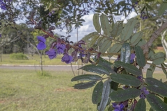 Bowdichia virgilioides