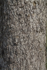 Bowdichia virgilioides