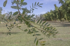 Bowdichia virgilioides