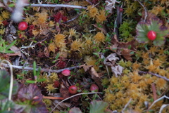 Vaccinium microcarpum