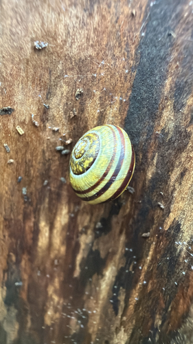 Cepaea