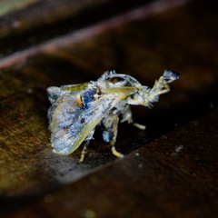 Paleophobetron perornata