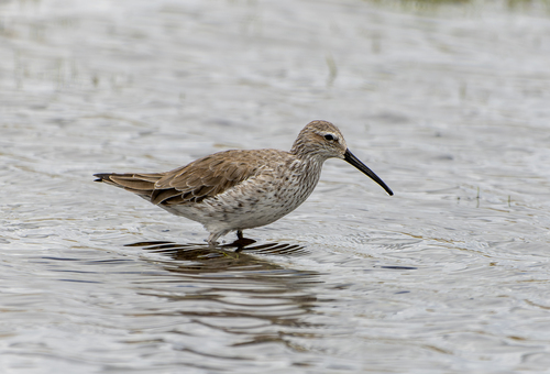 Stilt Sandpiper (Calidris himantopus), photo 7