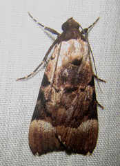 Audea bipunctata