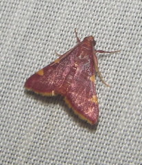 Hypsopygia ignefimbrialis