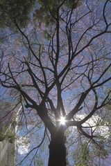 Ceiba pubiflora