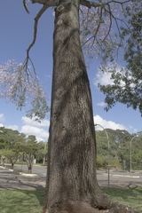 Ceiba pubiflora