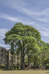 Ceiba pubiflora