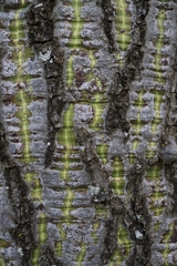 Ceiba pubiflora