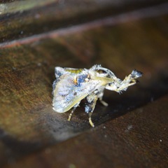 Paleophobetron perornata