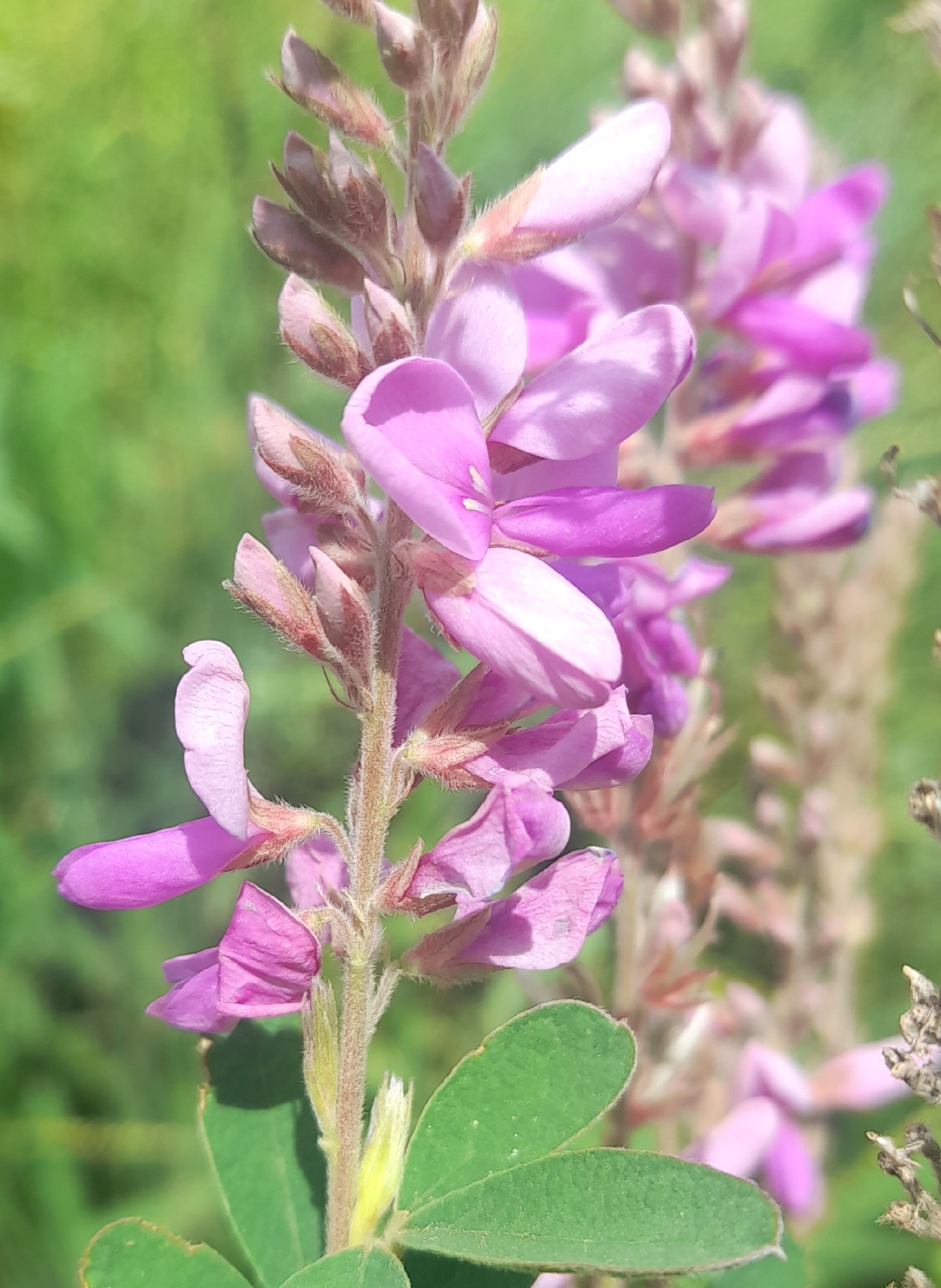 Desmodium cuneatum