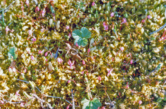 Vaccinium microcarpum