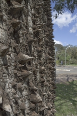 Ceiba pubiflora
