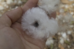 Ceiba pubiflora