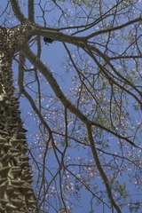 Ceiba pubiflora