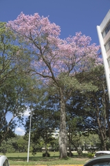 Ceiba pubiflora