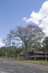 Ceiba pubiflora