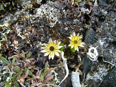 Oxygraphis glacialis