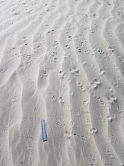 Desert Kangaroo Rat photo 2