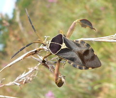 Petascelis remipes