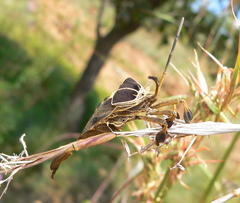 Petascelis remipes