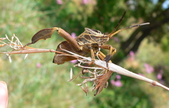 Petascelis remipes