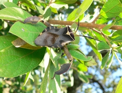 Petascelis remipes